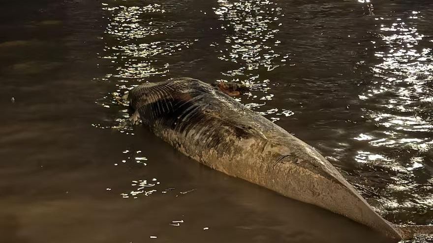Apareció otra ballena muerta en la Costanera del Río de la Plata y ya son dos en una semana