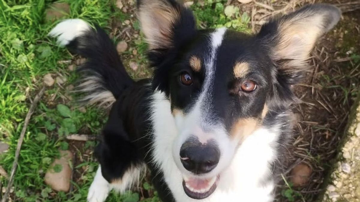 La carrera de fondo de Bahía, la perrita que ha sobrevivido al maltrato y ahora busca una familia