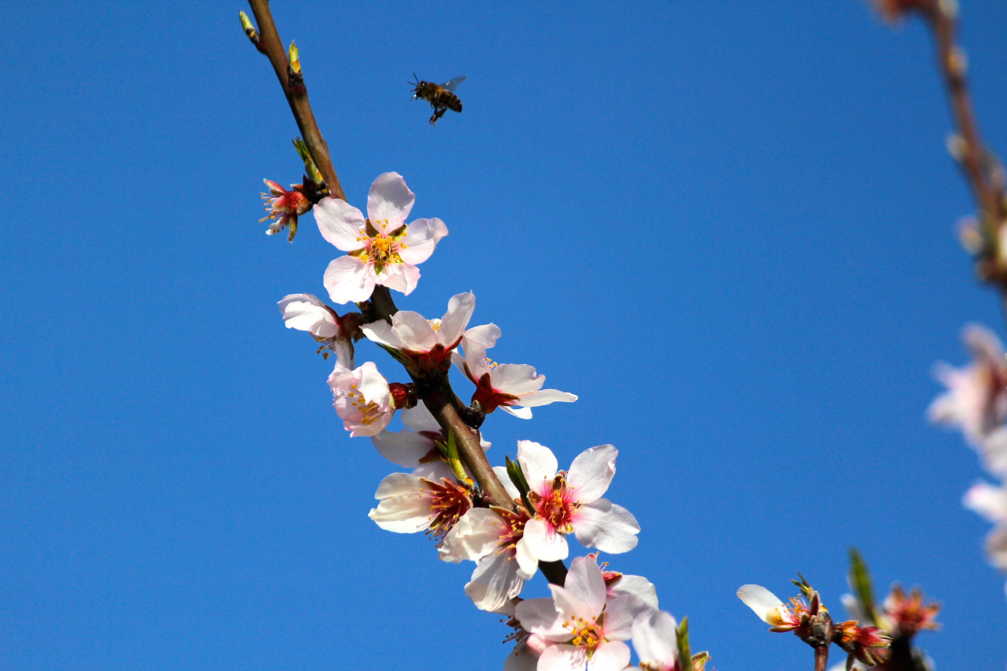 Almendro en Flor en Gran Canaria. Foto: Cirenia Vico