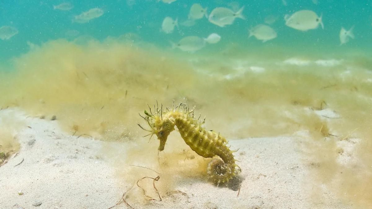 La inusual vida nocturna de los caballitos de mar de la gran colonia de la ría de Vigo