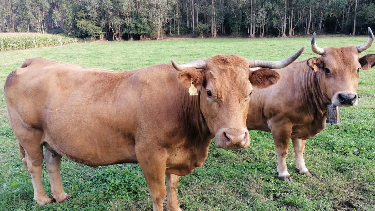 ENBA aboga por "no cerrar los ojos" ante la "preocupante situación" del sector de la carne de vacuno y Eusko Label