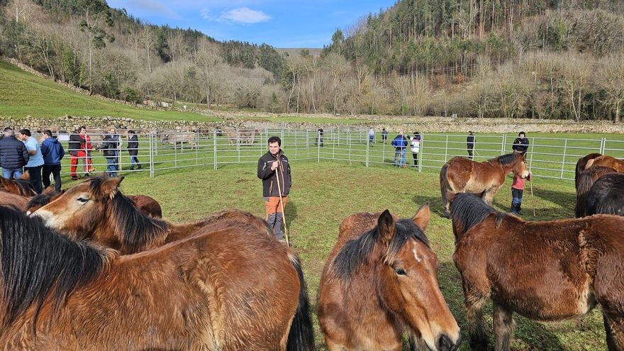 Ganador en la Feriuca de Valle, en Cabuérniga.