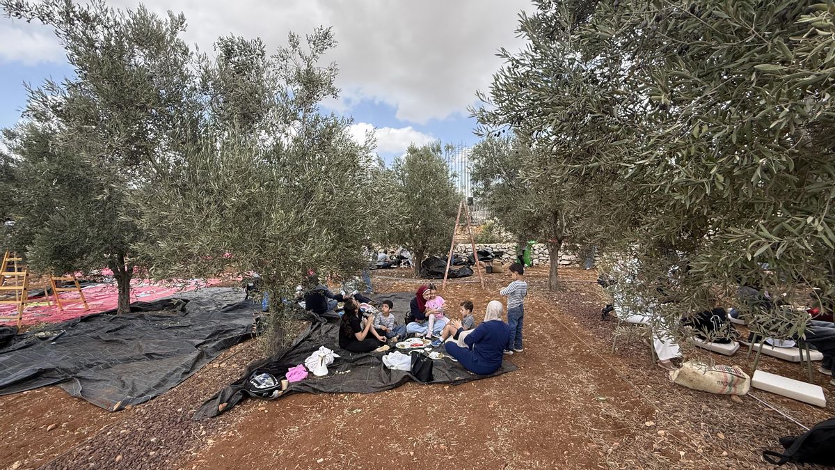 El olivo en Palestina: una historia de tierra, identidad y patrimonio vivo