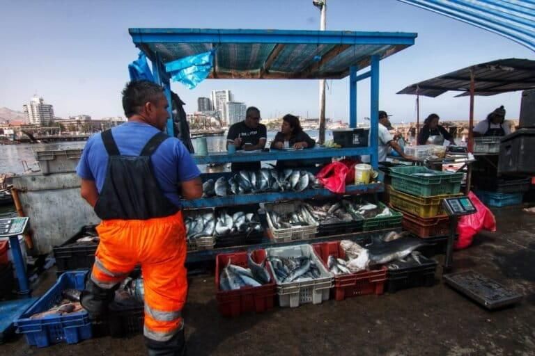 Venta de tiburones en la caleta Antofagasta, Chile. Foto: Barinia Montoya