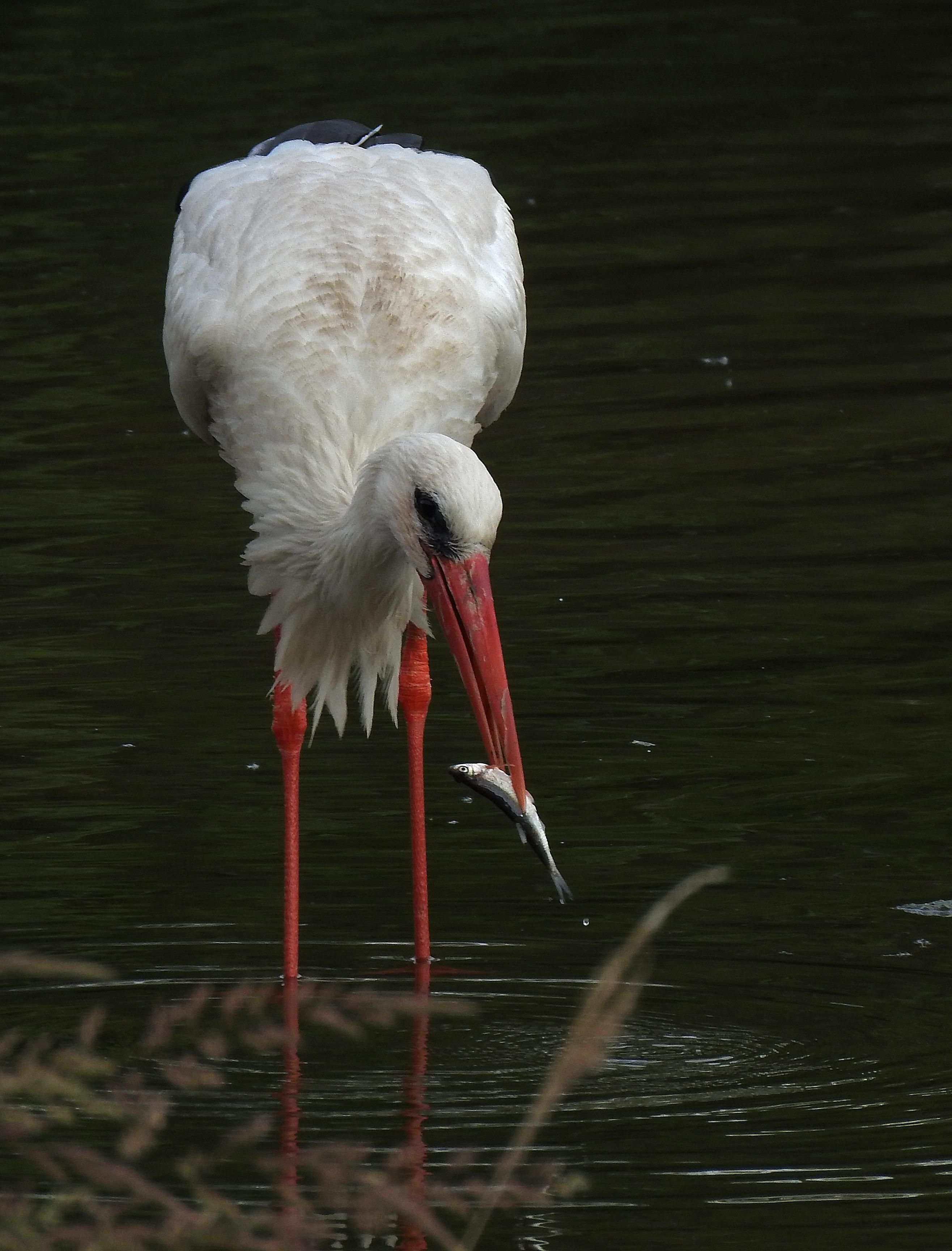 Cigüeña en La Rioja
