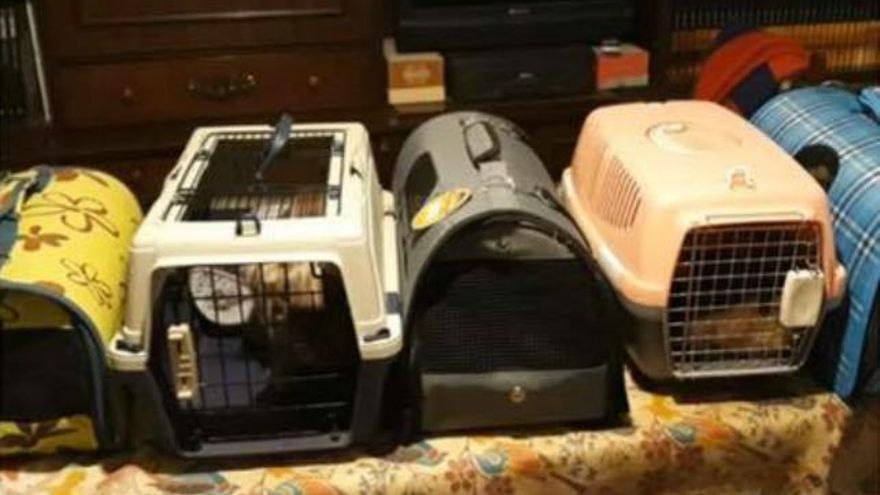 Los gatos han sido trasladados a la protectora de animales.