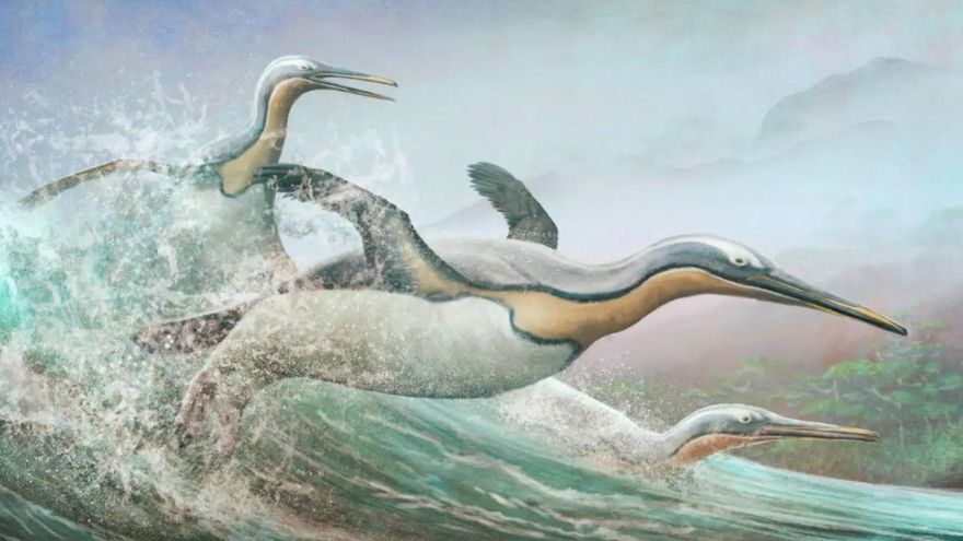 Los pingüinos primitivos tenían picos afilados como dagas para cazar peces según fósiles hallados en Nueva Zelanda