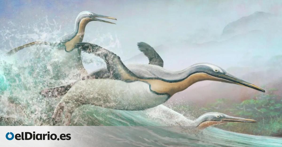 Los pingüinos primitivos tenían picos afilados como dagas para cazar peces según fósiles hallados en Nueva Zelanda