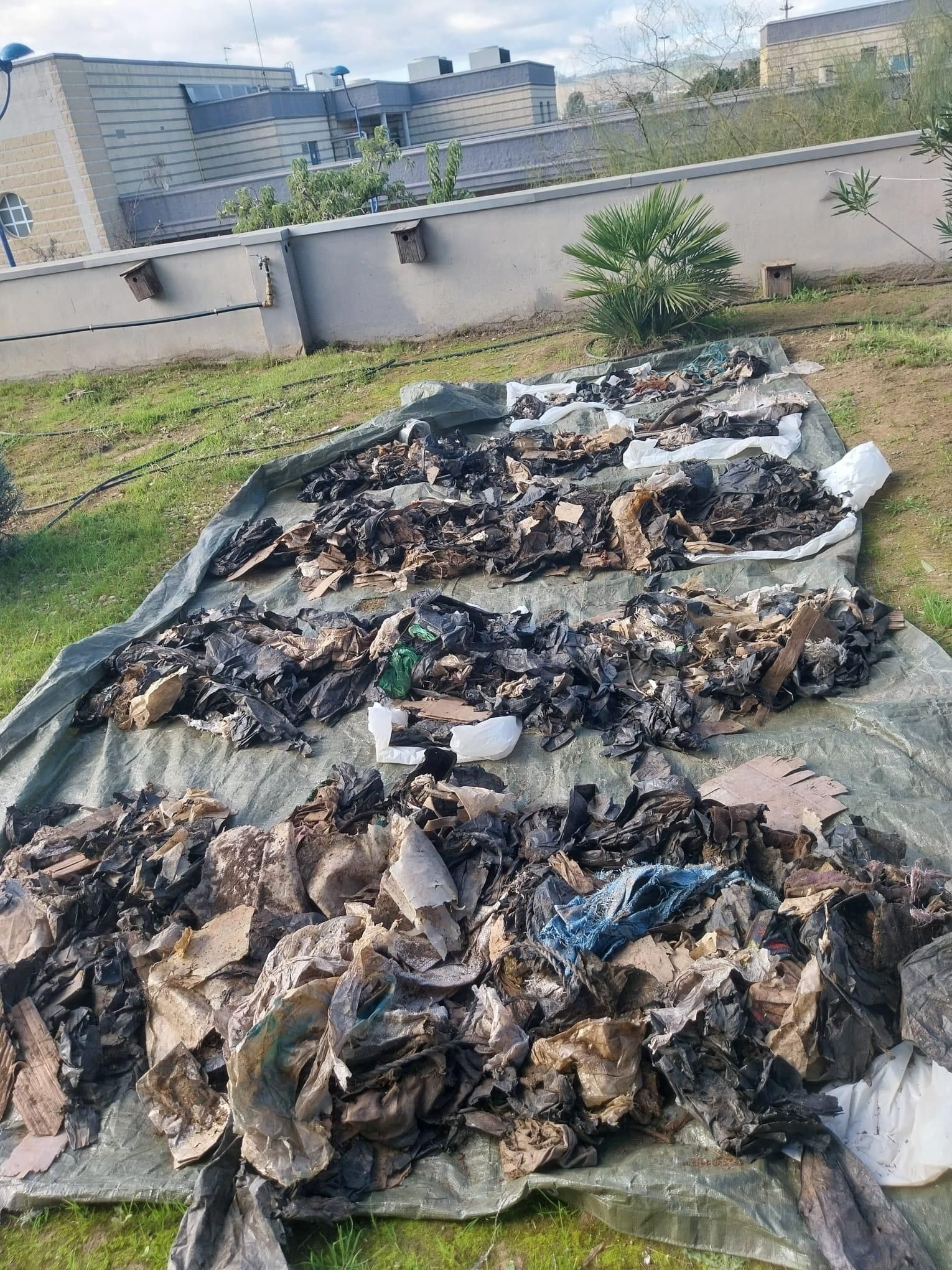 Acumulación de plásticos transportados por aves a enclaves naturales.