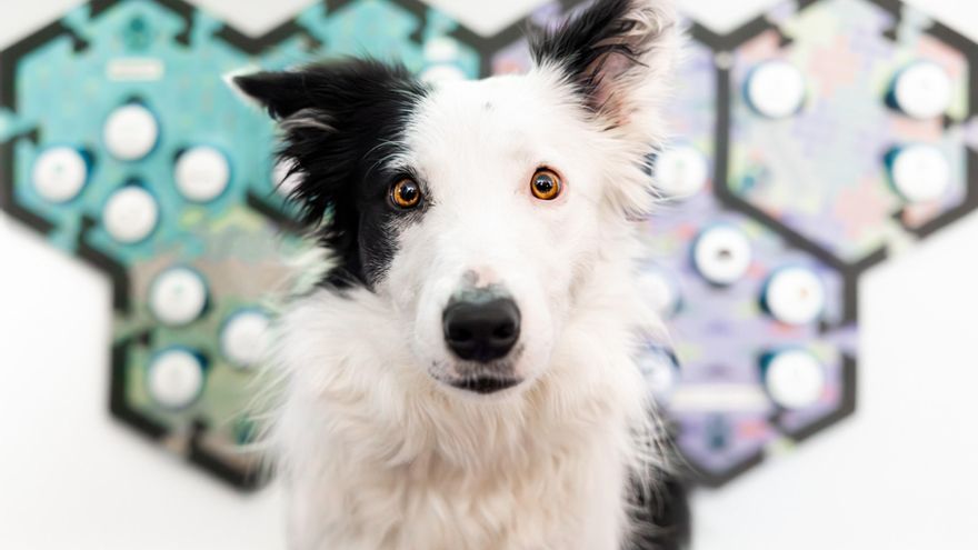 Los perros entienden palabras aunque no las pronuncien sus dueños, según un estudio