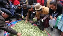 Productores de hoja de coca celebran el día del "acullico" o masticación de hoja de coca en Bolivia