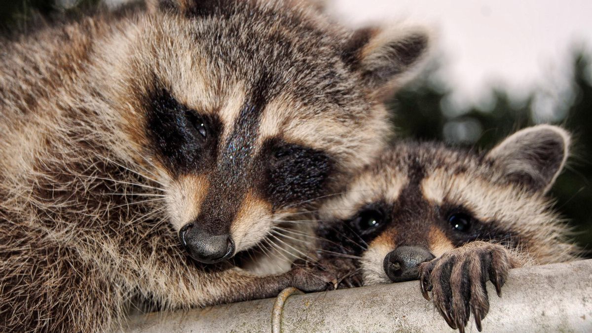 Un mapache adulto junto a una cría. La elevada capacidad reproductiva de la especie ha contribuido a la consolidación de poblaciones autosuficientes allí donde ha sido introducida.