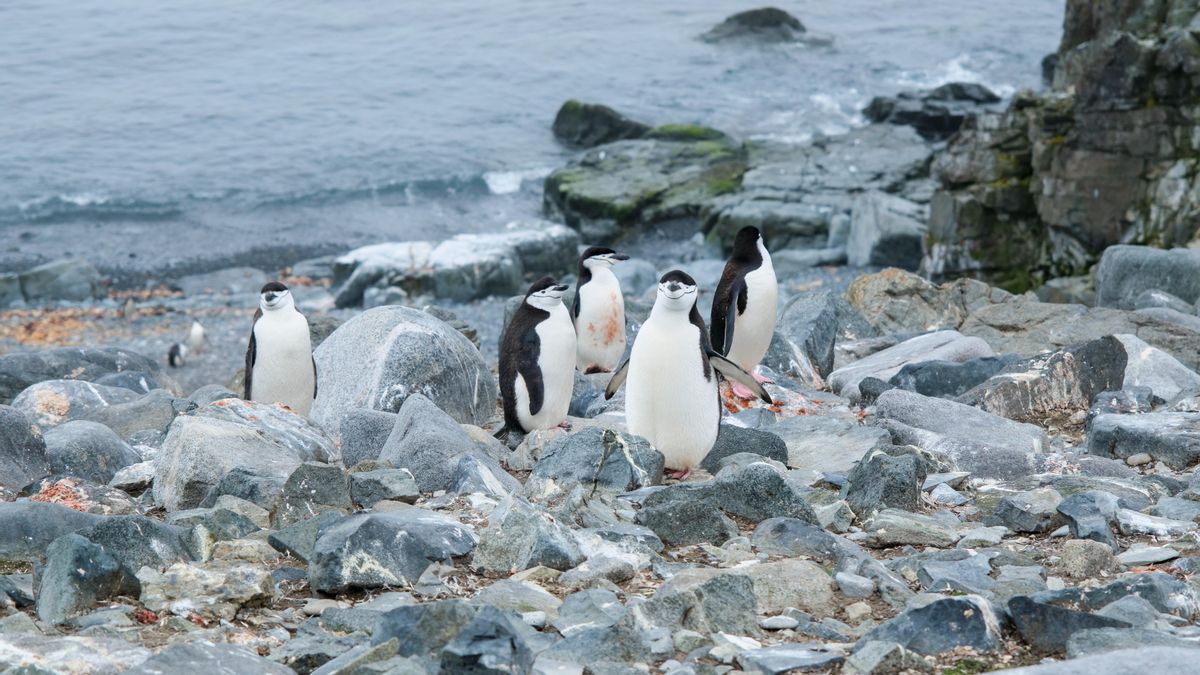 La mayor colonia de pingüinos del mundo cambia para siempre tras el desplome de una de sus especies