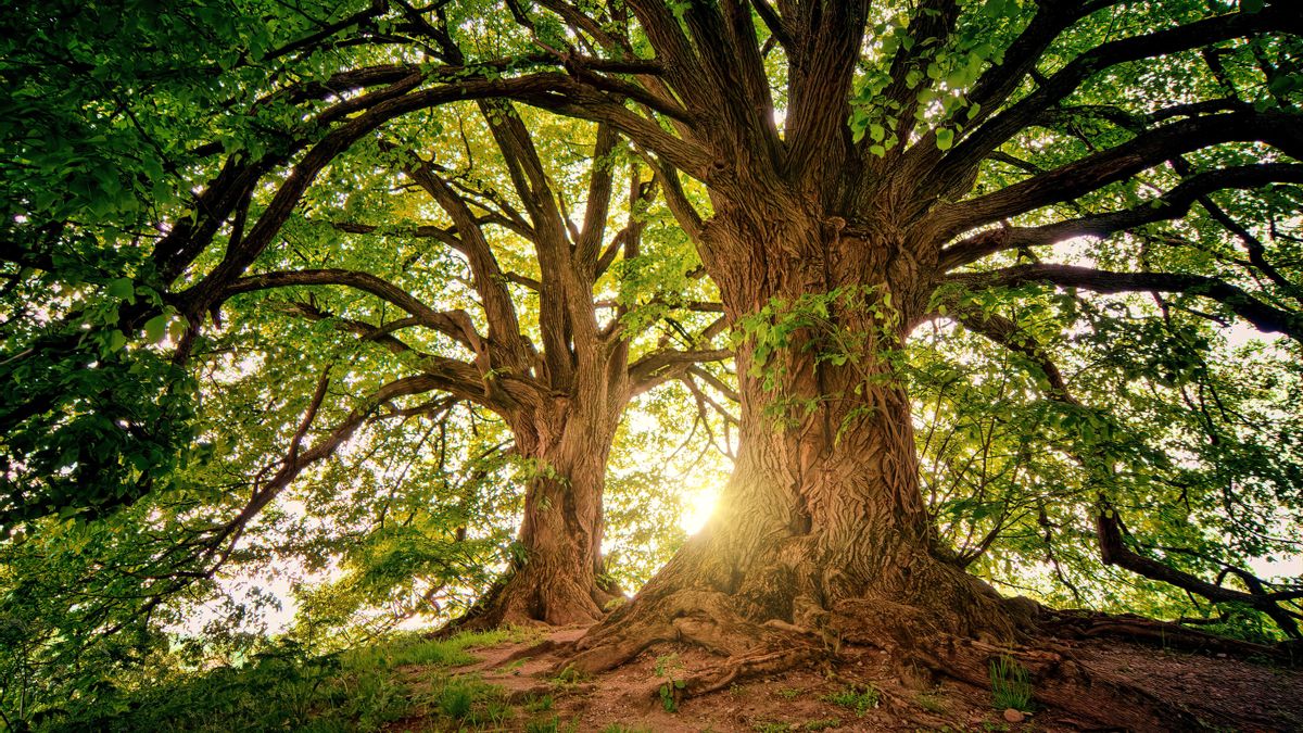 Día del Árbol
