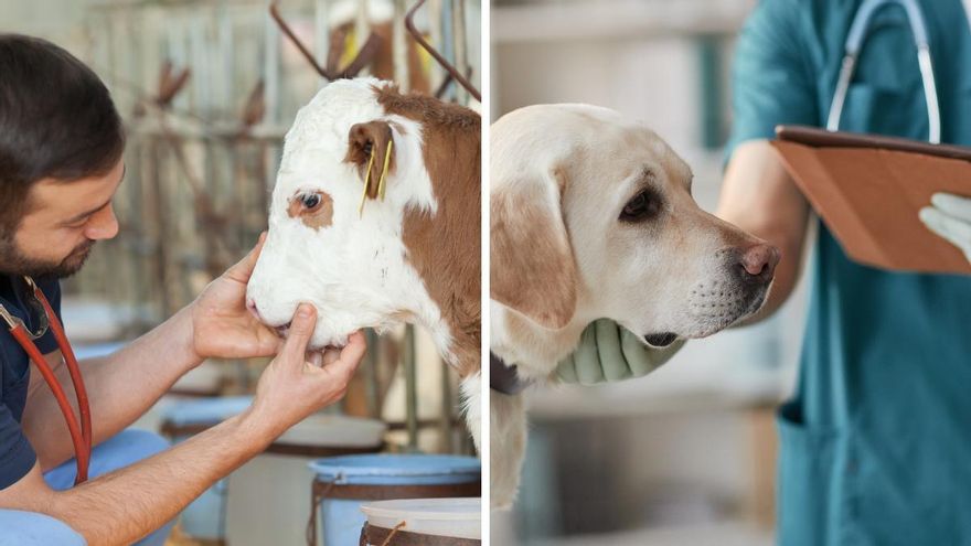 Veterinario, mucho más que el profesional que pone vacunas