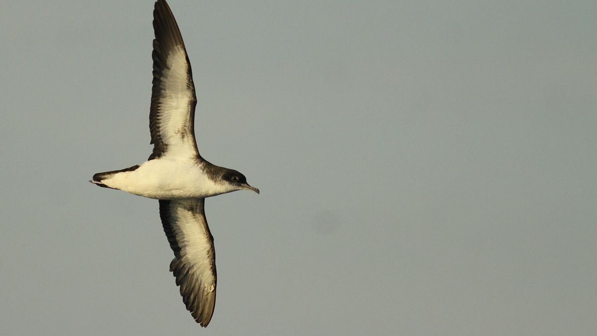United Kingdom: Study reveals migratory birds suffer from jet lag