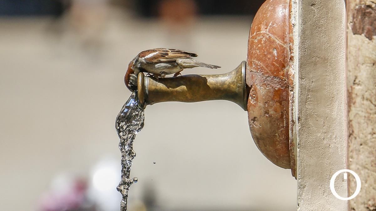 Un gorrión se refresca en una fuente