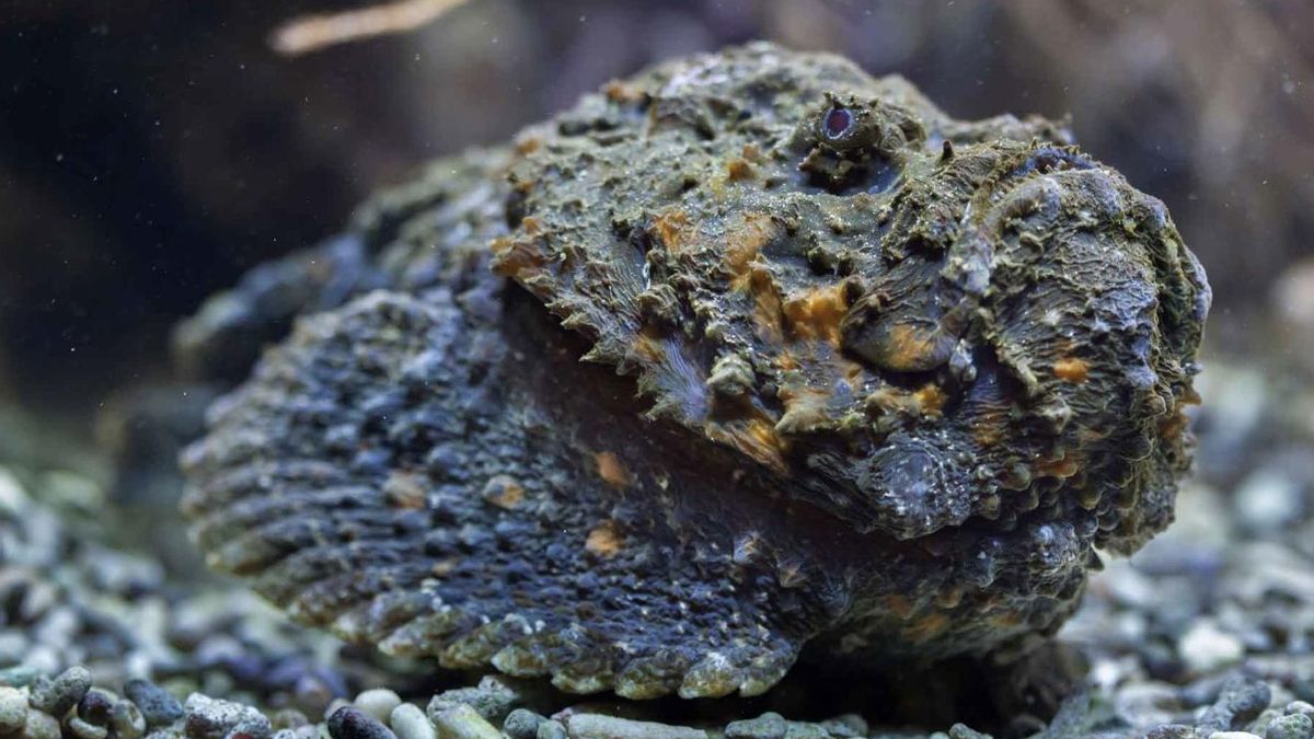 Algunos animales pequeños concentraron los mayores riesgos
