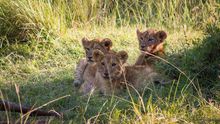 Los mejores safaris para ver a los ‘cinco grandes’ de África