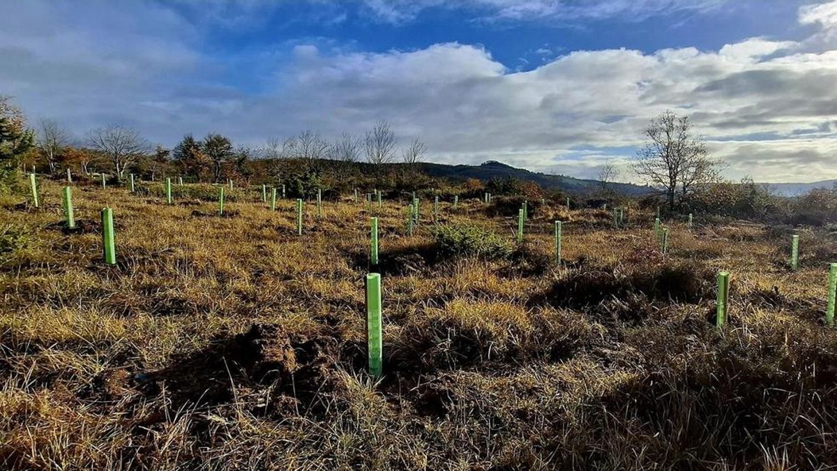 Álava restaura más de 10 hectáreas de bosque en el parque de Garaio para mejorar la prevención de incendios