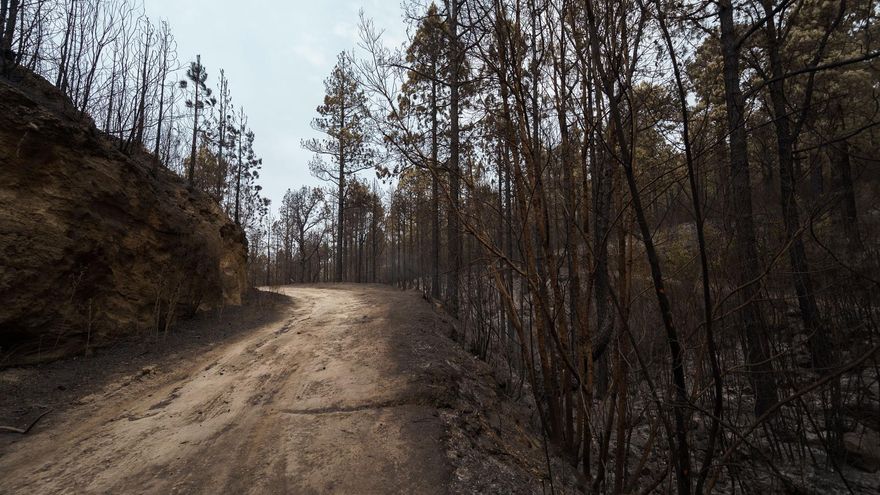 Pista forestal quemada en Los Realejos
