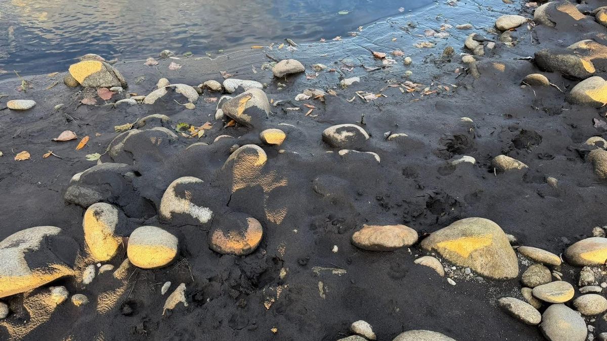Ceniza acumulada en la cola del embalse de Plasencia