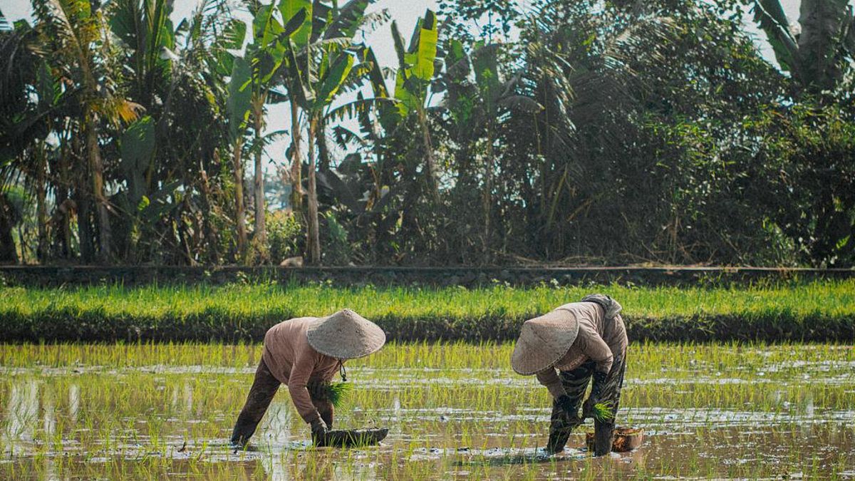 Cultivo de arroz y arrozales en Ubud, Bali, el 30 de mayo de 2025.