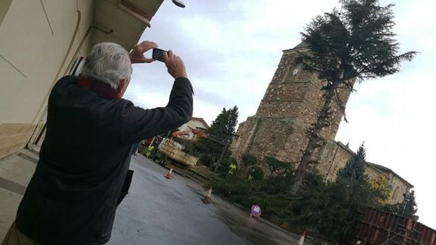 Talan en La Bañeza la conífera de la plaza de la iglesia del Salvador.