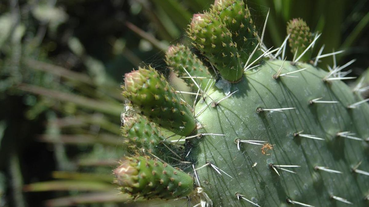 El cambio climático obliga a replantear la lucha contra las especies invasoras en Canarias