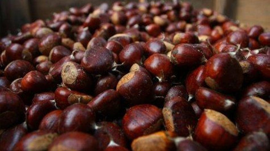 César Sánchez / ICAL Castañas del Bierzo de la empresa La Oricera, afincada en Balboa