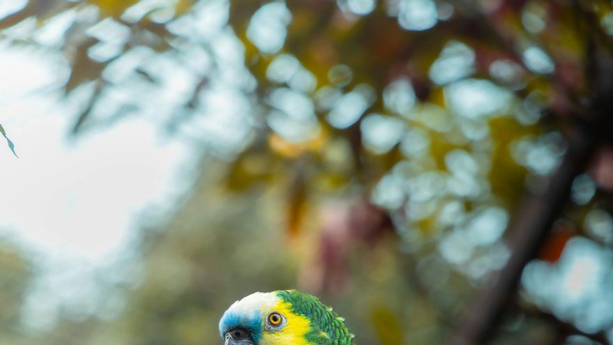¿Por qué los loros pueden hablar? La ciencia detrás de las aves que imitan la voz humana