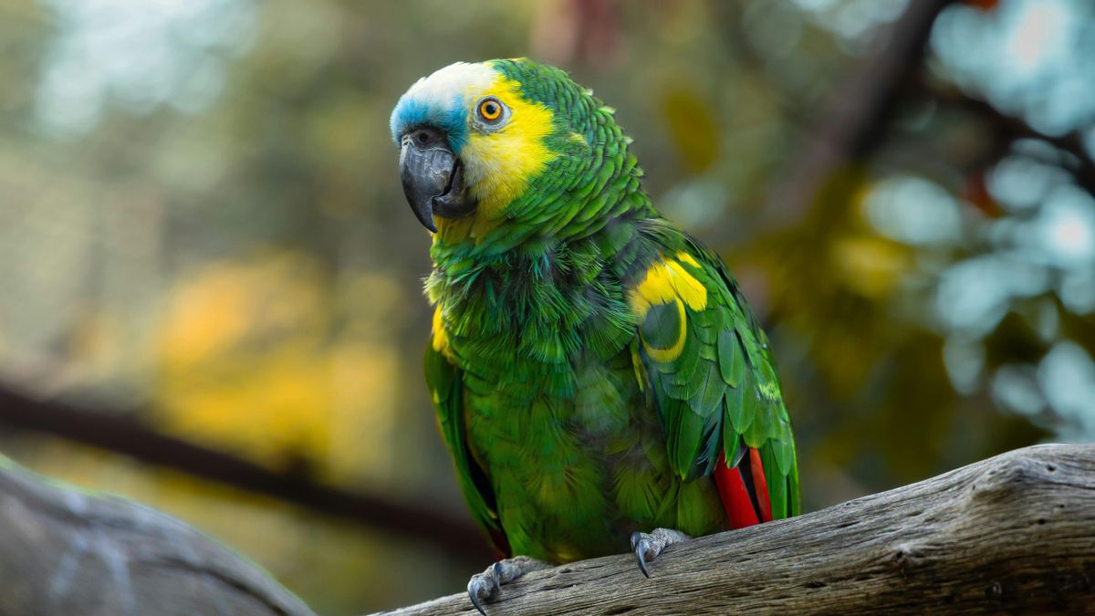 ¿Por qué los loros pueden hablar? La ciencia detrás de las aves que imitan la voz humana