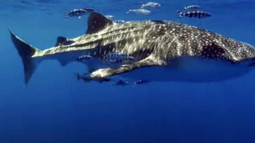 La Agrupación Herreña Independiente pide parar la creación del Parque Nacional del Mar de Las Calmas