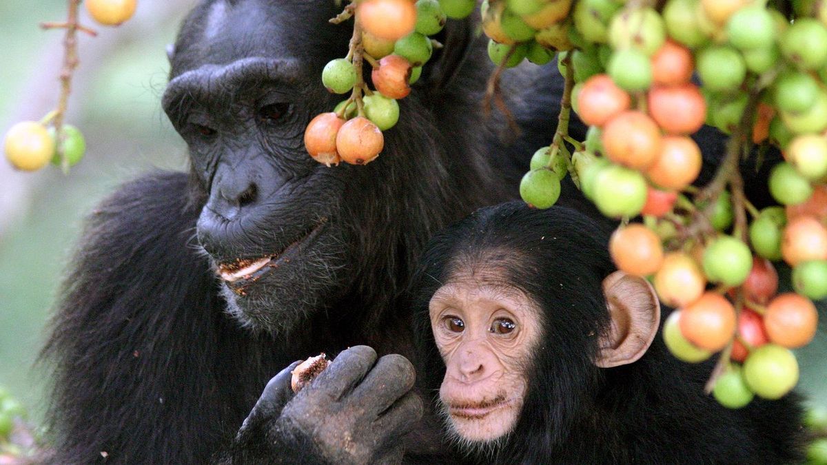 Chimpancés adultos y crías alimentándose en el Parque Nacional de Kibale, Uganda