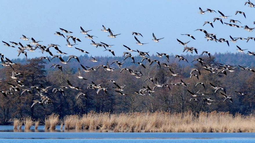 Un descenso de apenas 300 metros: así es la migración de aves más corta del mundo