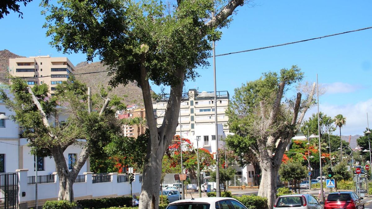 Los Árboles Hablan critican las podas indiscriminadas de numerosos ejemplares. Estos, al final de la Rambla.