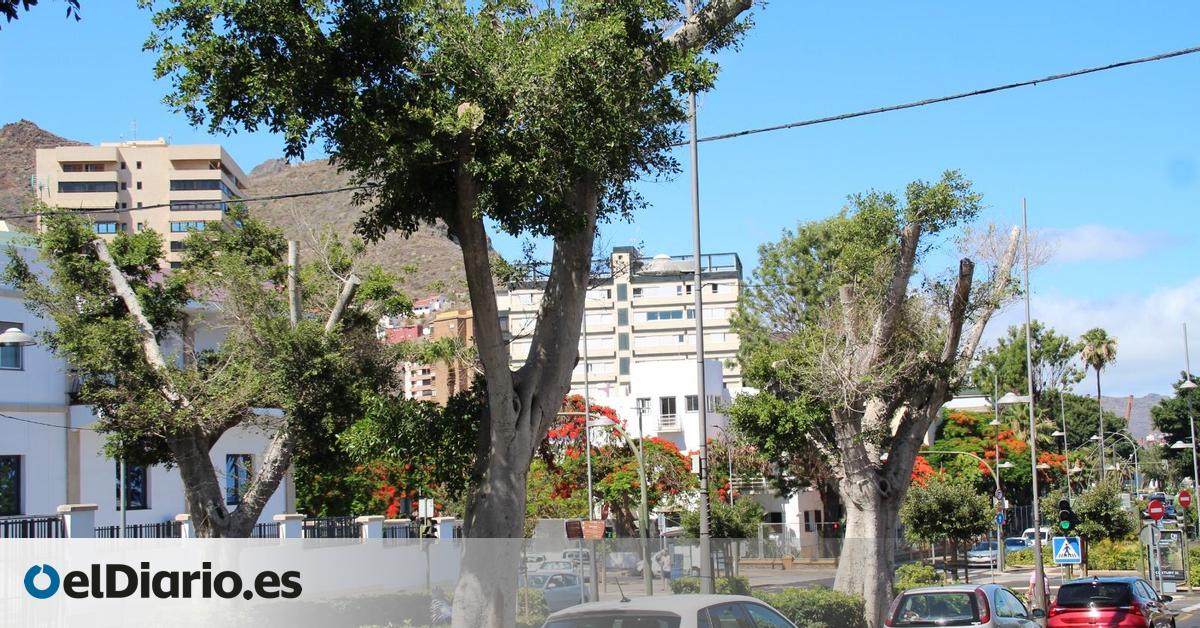 Luz verde a la futura ley de protección del arbolado urbano en Canarias