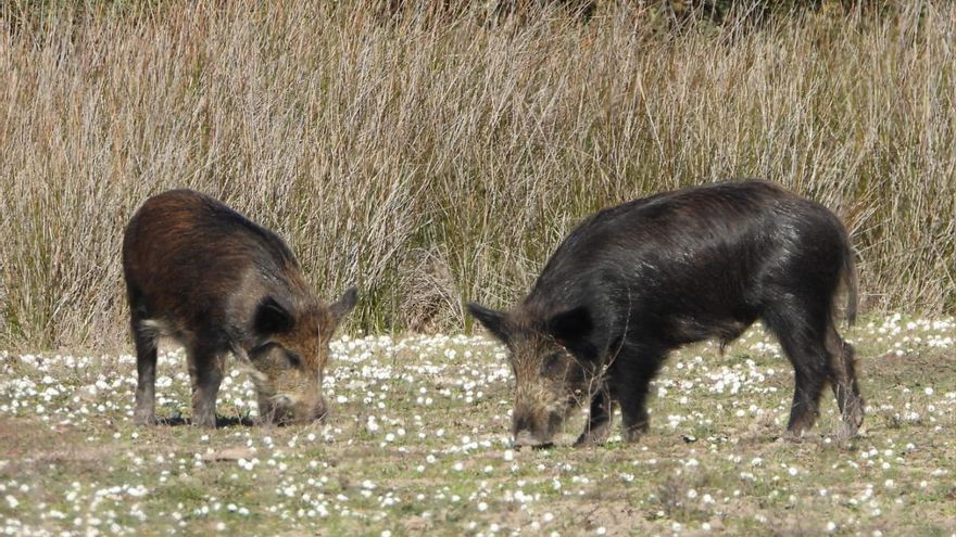La falta de agua y el éxito reproductor convierten al jabalí en el inesperado villano de Doñana