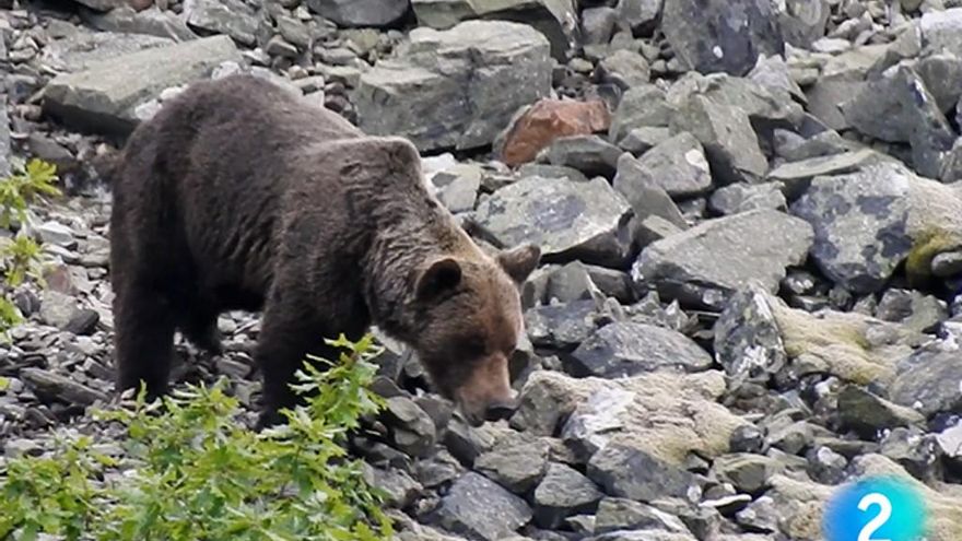 TVE muestra la Reserva de la Biosfera de Los Ancares Leoneses.