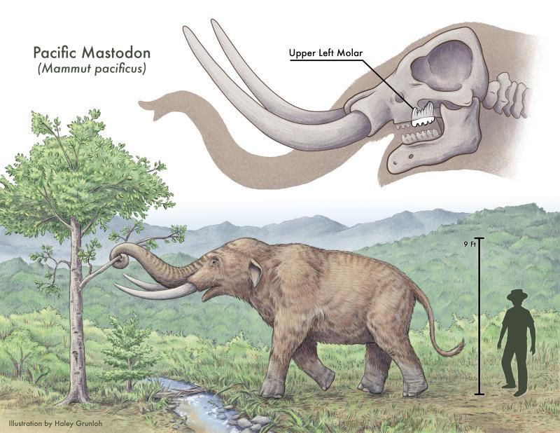 Los investigadores creen que los mastodontes envolvían sus trompas alrededor de las ramas, arrancando el follaje de los árboles para alimentarse