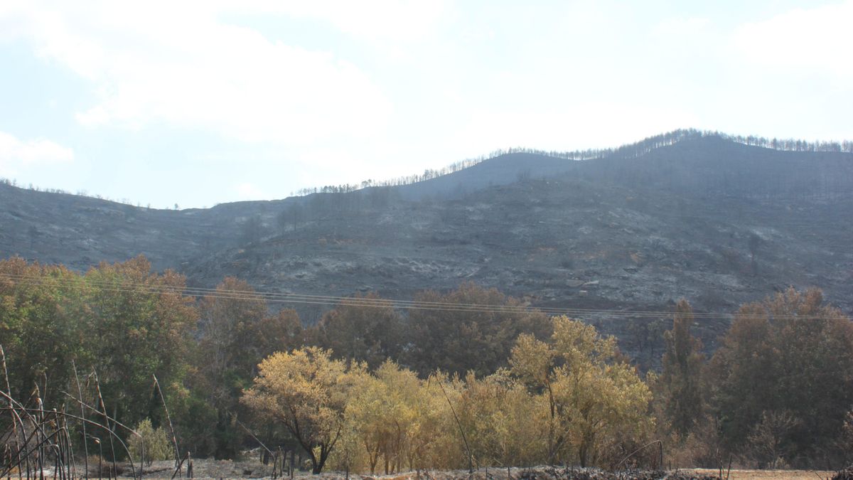 Monte arrasado en las Cinco Villas