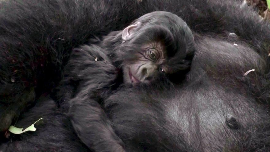 El parque congoleño de Virunga cumple cien años en medio de un conflicto armado