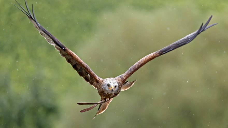 SEO/Birdlife ha marcado este año 49 rapaces amenazadas con emisores GPS