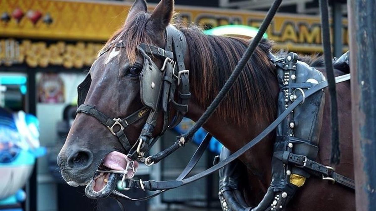 La agresión con agua a una turista alemana reaviva la batalla contra los coches de caballos de Palma