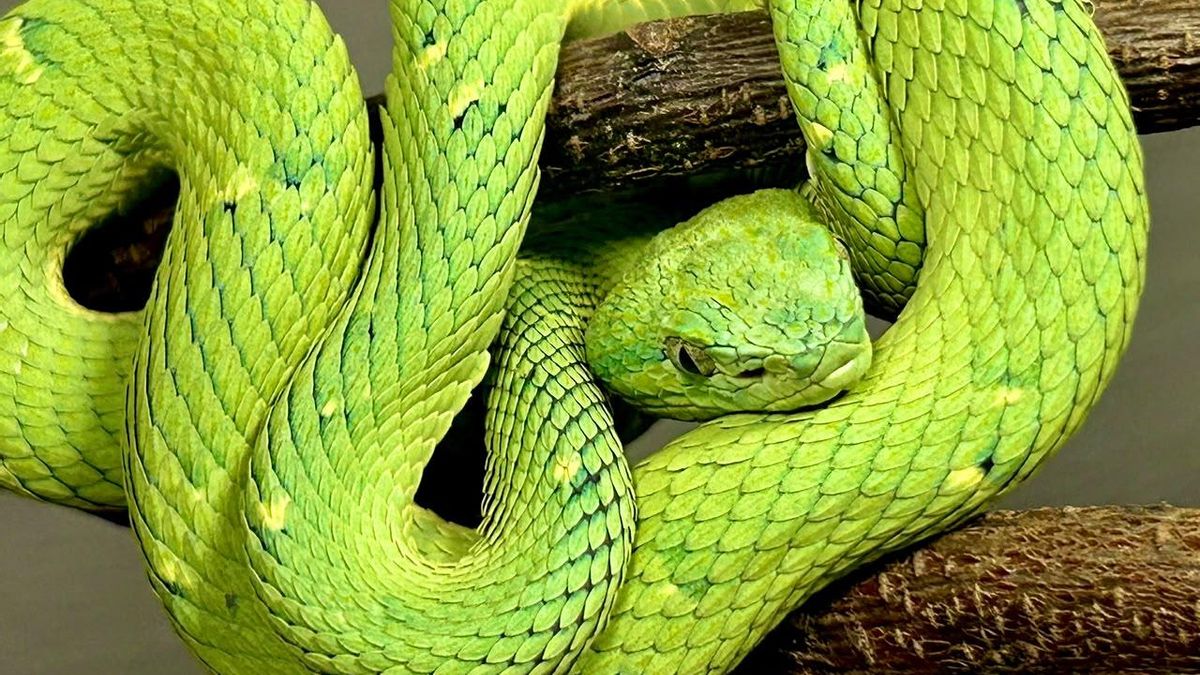 Día Mundial de las Serpientes: tres historias para conocer su rol clave en los ecosistemas y su aporte en la investigación científica