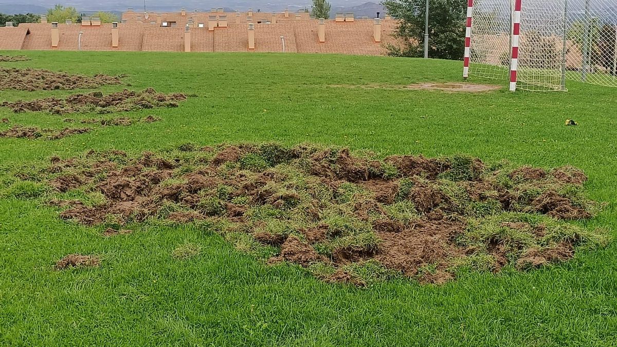 Daños provocados por jabalíes en Sojuela