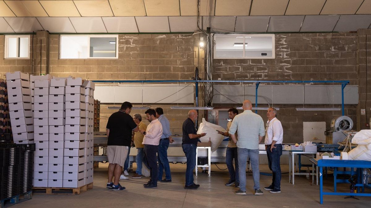 Proexca organiza la misión comercial inversa en la que Frutania, distribuidor de frutas alemán, visita durante esta semana las islas Canarias para reunirse en persona con varias empresas hortofrutícolas locales.