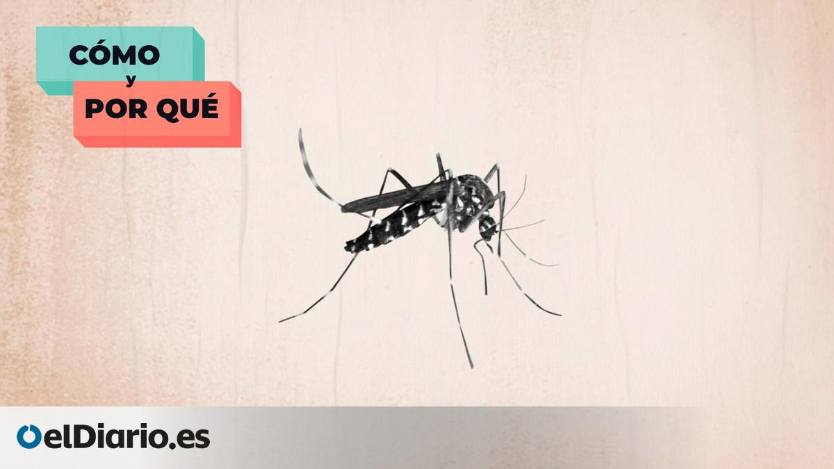 Cómo y por qué matar a todos los mosquitos