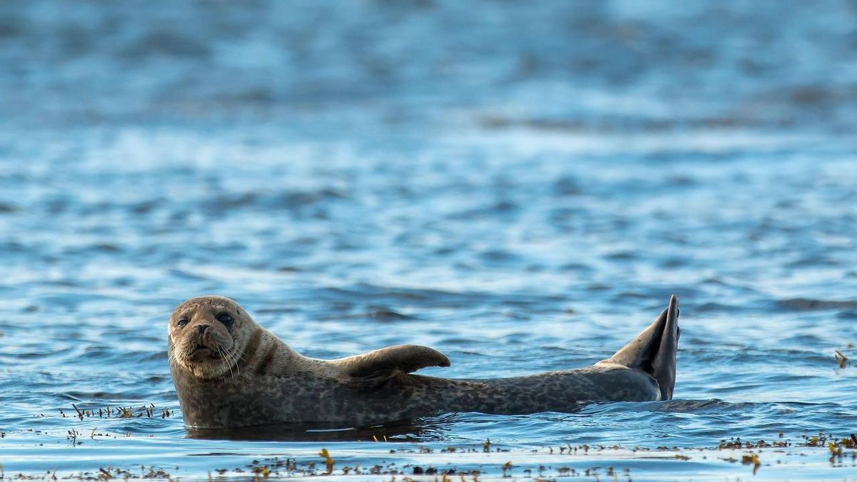 Las focas leopardo son animales solitarios que cortejan en el agua