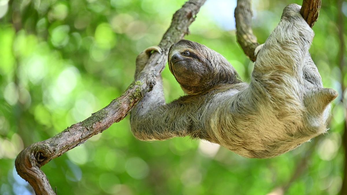 Perezoso de tres dedos en Costa Rica. Foto: Sam Trull
